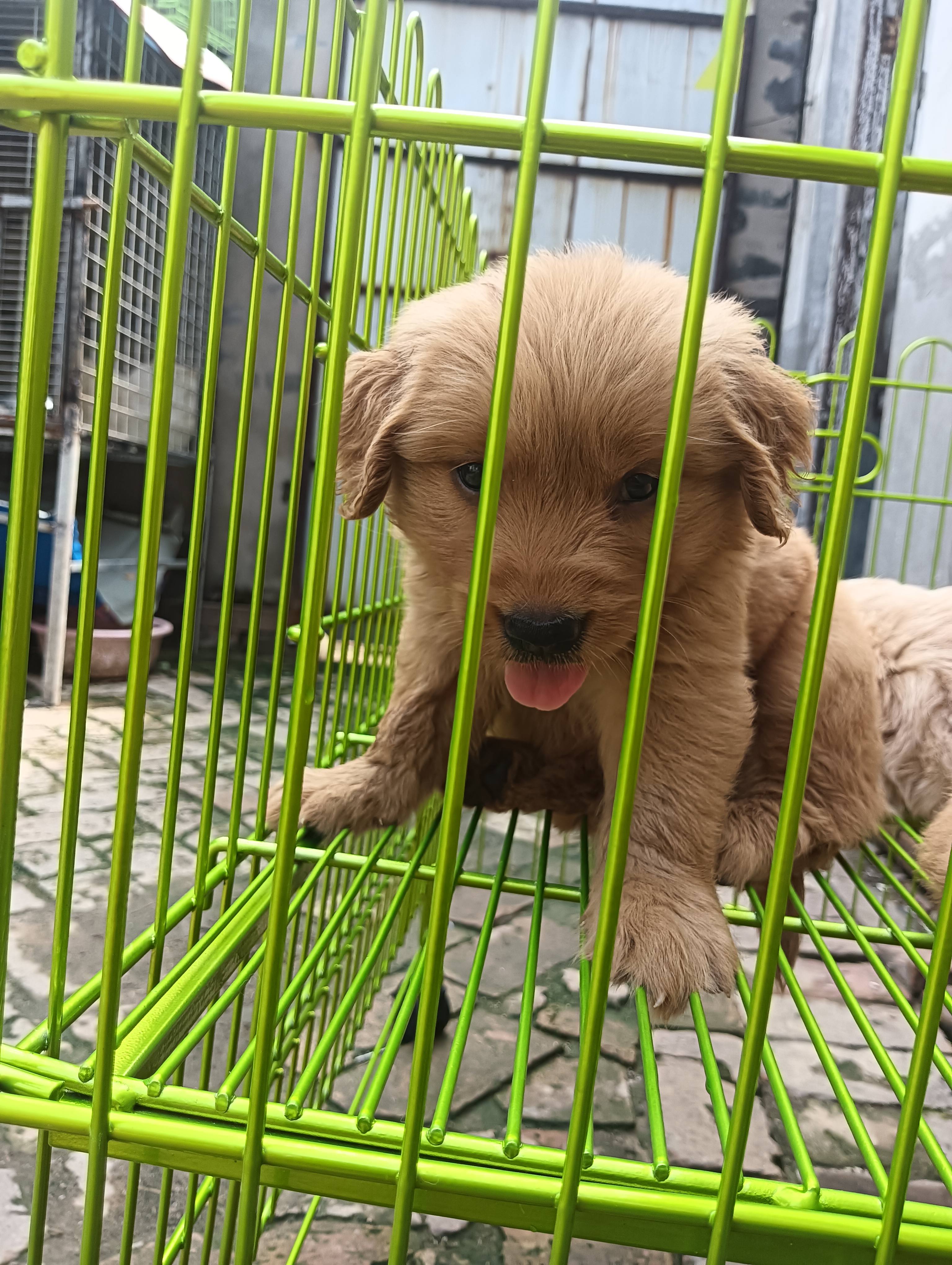 金毛犬！三只，一公两母